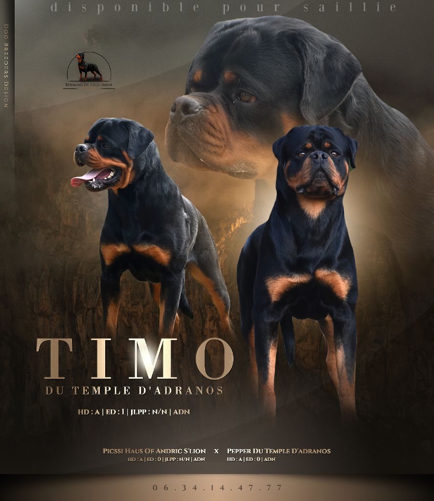 Timo Du Temple D'Adranos