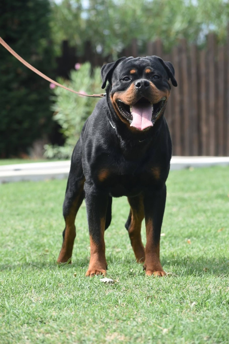 mito von haus drazic