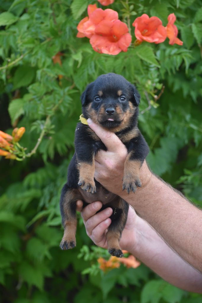 Du Royaume De L'Occitanie - Chiots disponibles - Rottweiler