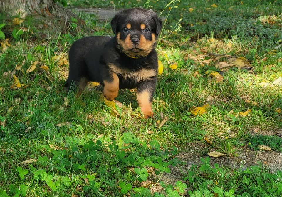 Du Royaume De L'Occitanie - Chiots disponibles - Rottweiler