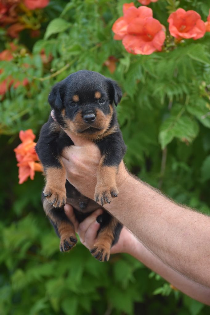Du Royaume De L'Occitanie - Chiots disponibles - Rottweiler