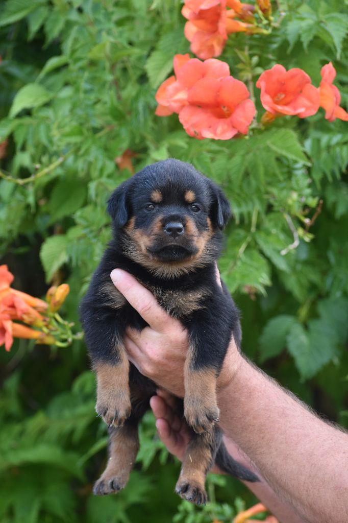 Du Royaume De L'Occitanie - Chiots disponibles - Rottweiler