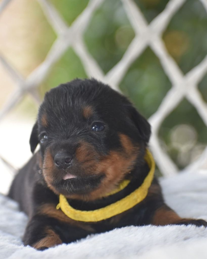 Du Royaume De L'Occitanie - Chiots disponibles - Rottweiler
