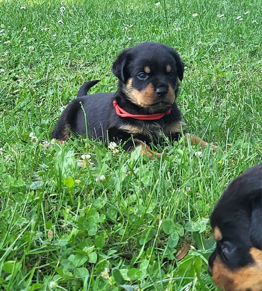 Du Royaume De L'Occitanie - Chiots disponibles - Rottweiler