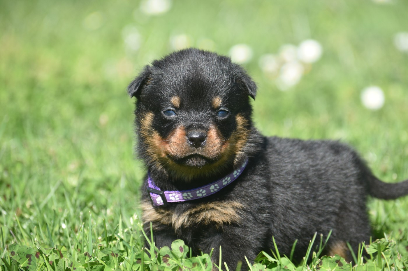 Du Royaume De L'Occitanie - Chiots disponibles - Rottweiler