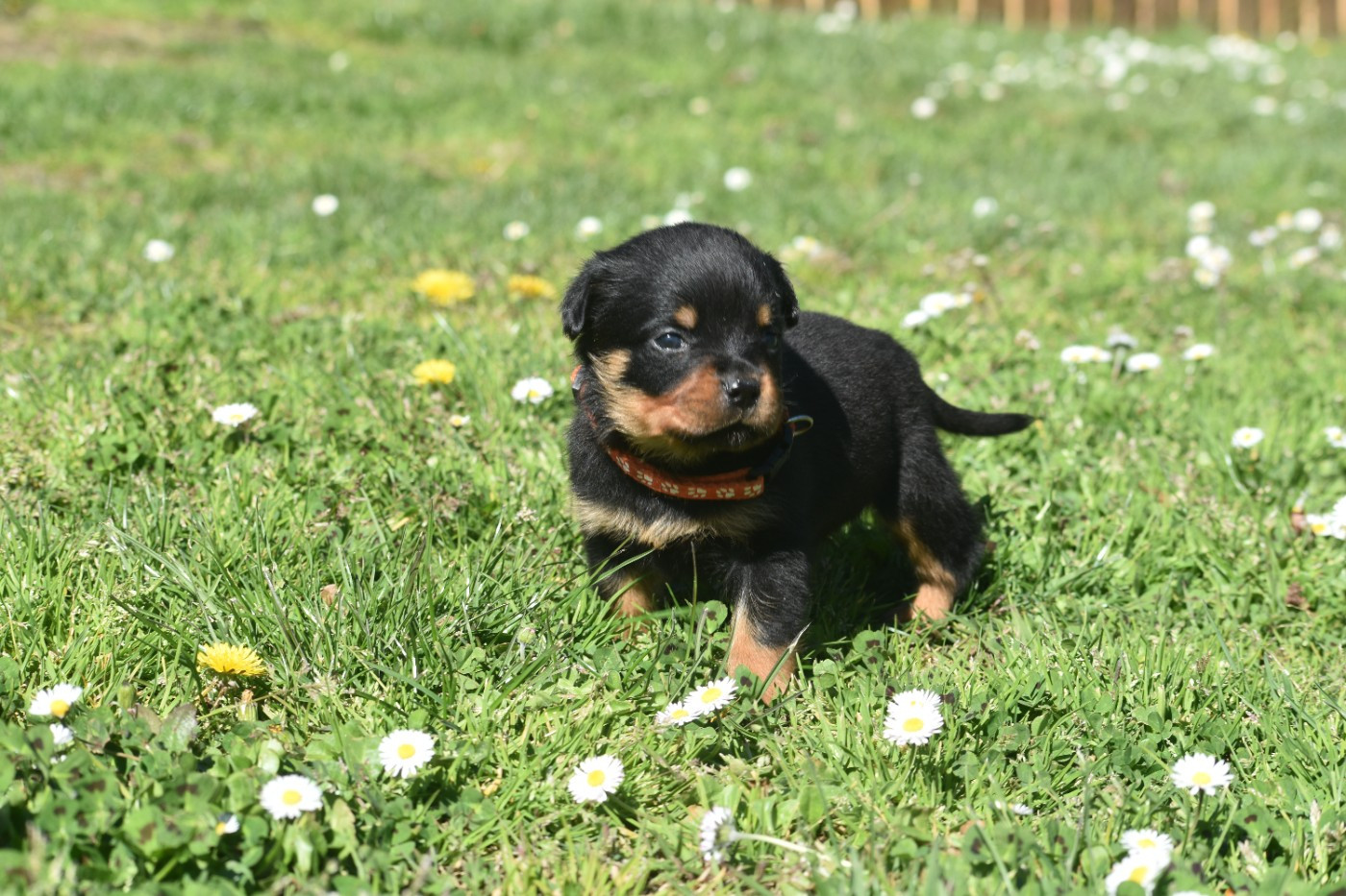 Du Royaume De L'Occitanie - Chiots disponibles - Rottweiler