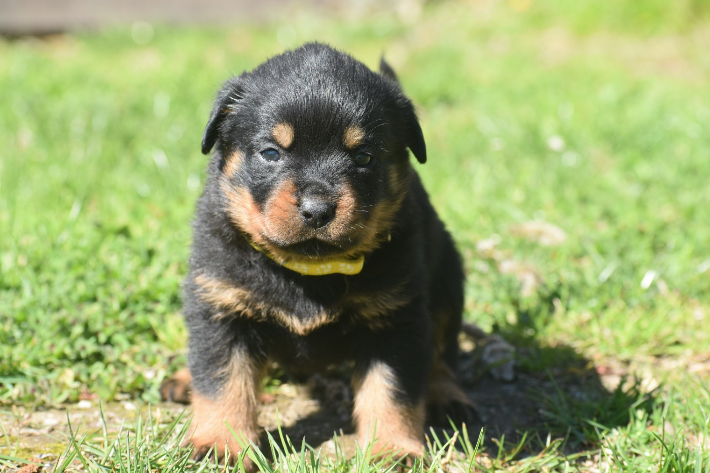 Du Royaume De L'Occitanie - Chiots disponibles - Rottweiler