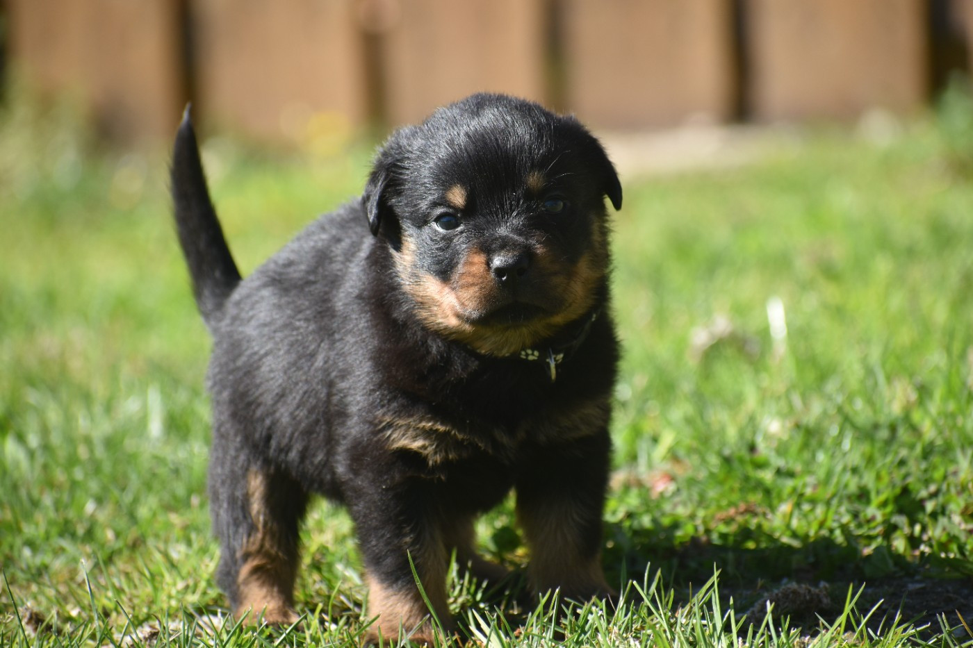 Du Royaume De L'Occitanie - Chiots disponibles - Rottweiler