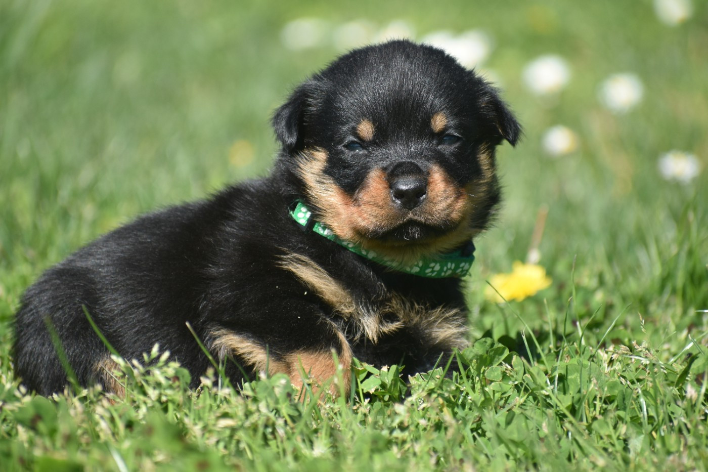 Du Royaume De L'Occitanie - Chiots disponibles - Rottweiler