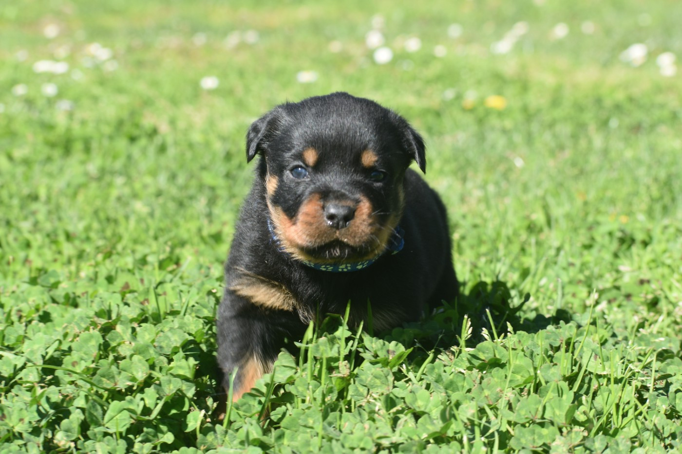 Du Royaume De L'Occitanie - Chiots disponibles - Rottweiler