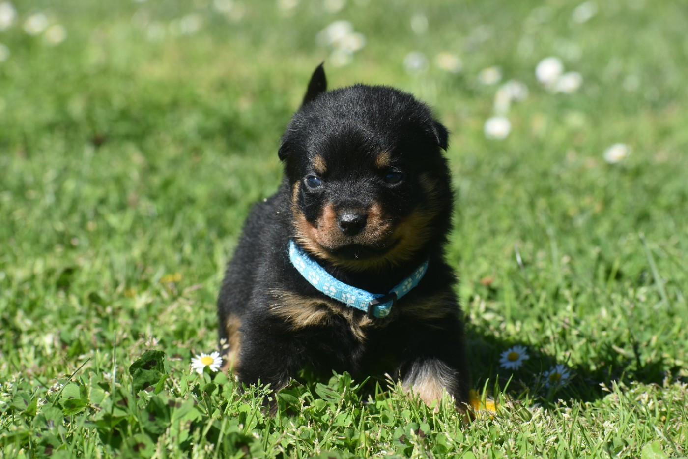 Du Royaume De L'Occitanie - Chiots disponibles - Rottweiler