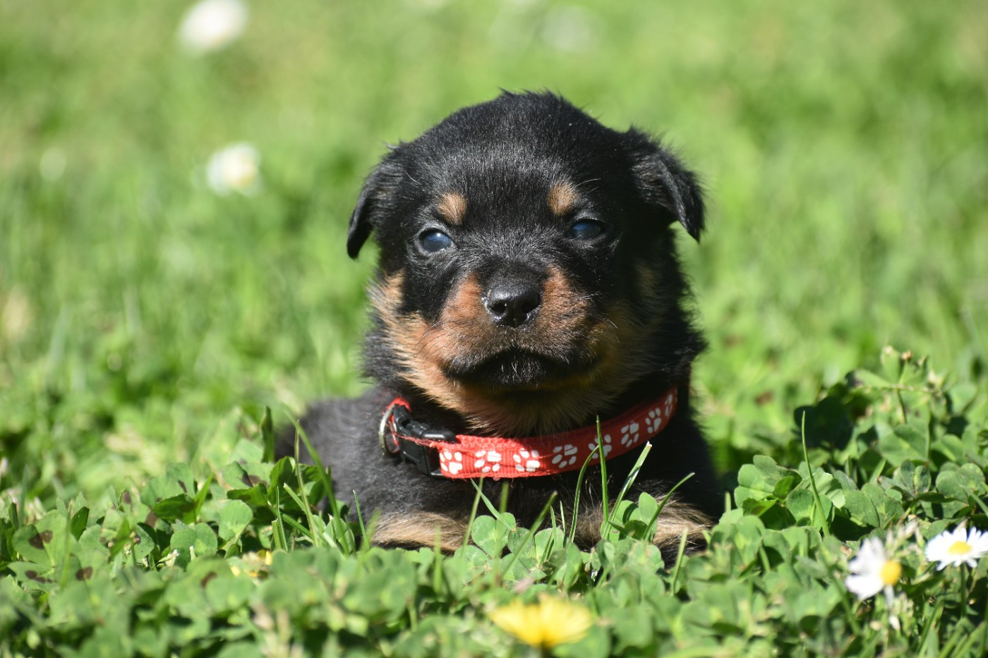Du Royaume De L'Occitanie - Chiots disponibles - Rottweiler
