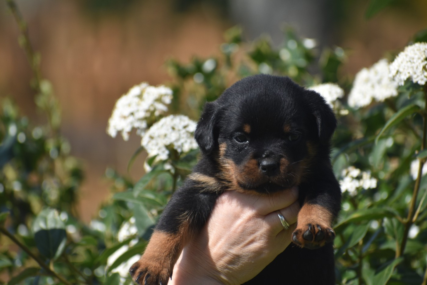 Du Royaume De L'Occitanie - Chiots disponibles - Rottweiler