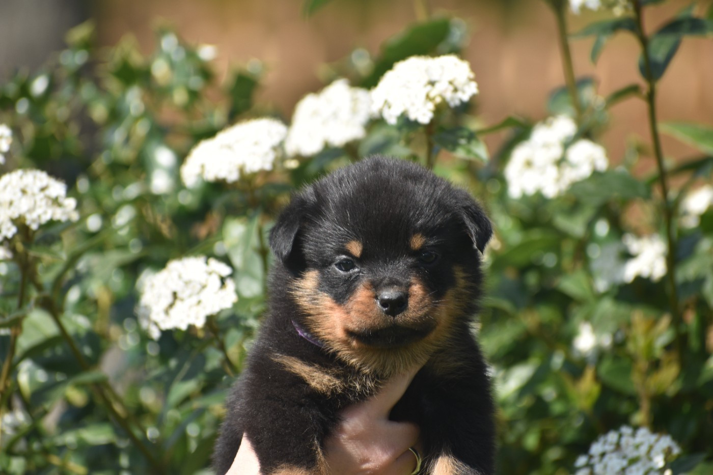 Du Royaume De L'Occitanie - Chiots disponibles - Rottweiler