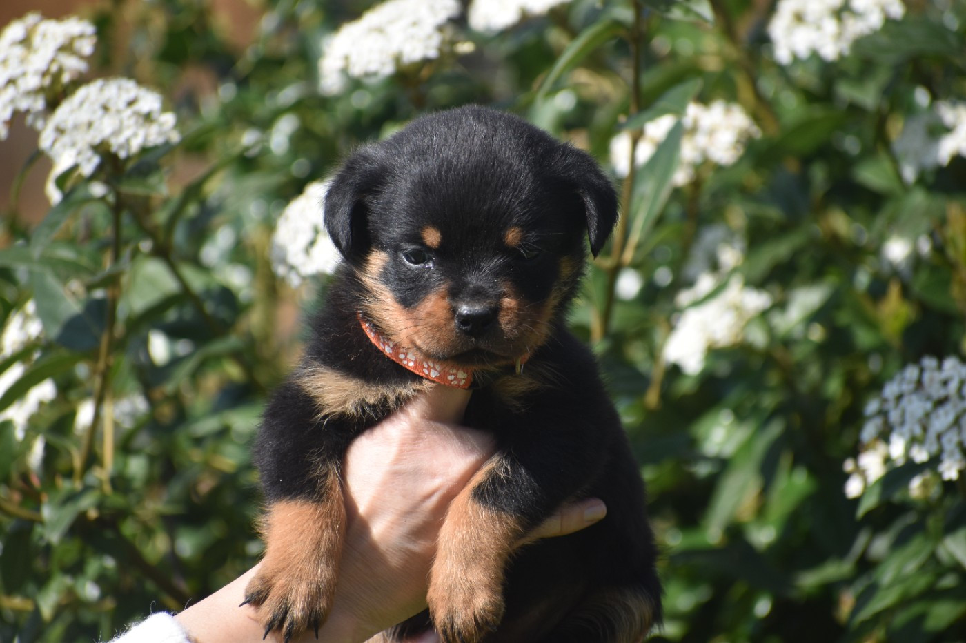 Du Royaume De L'Occitanie - Chiots disponibles - Rottweiler