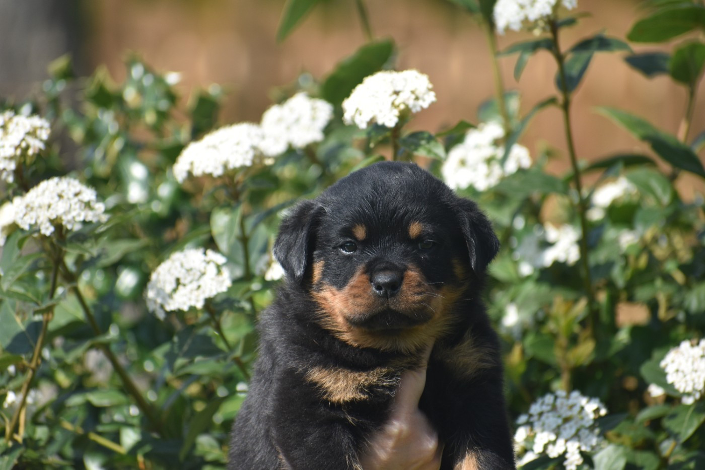Du Royaume De L'Occitanie - Chiots disponibles - Rottweiler