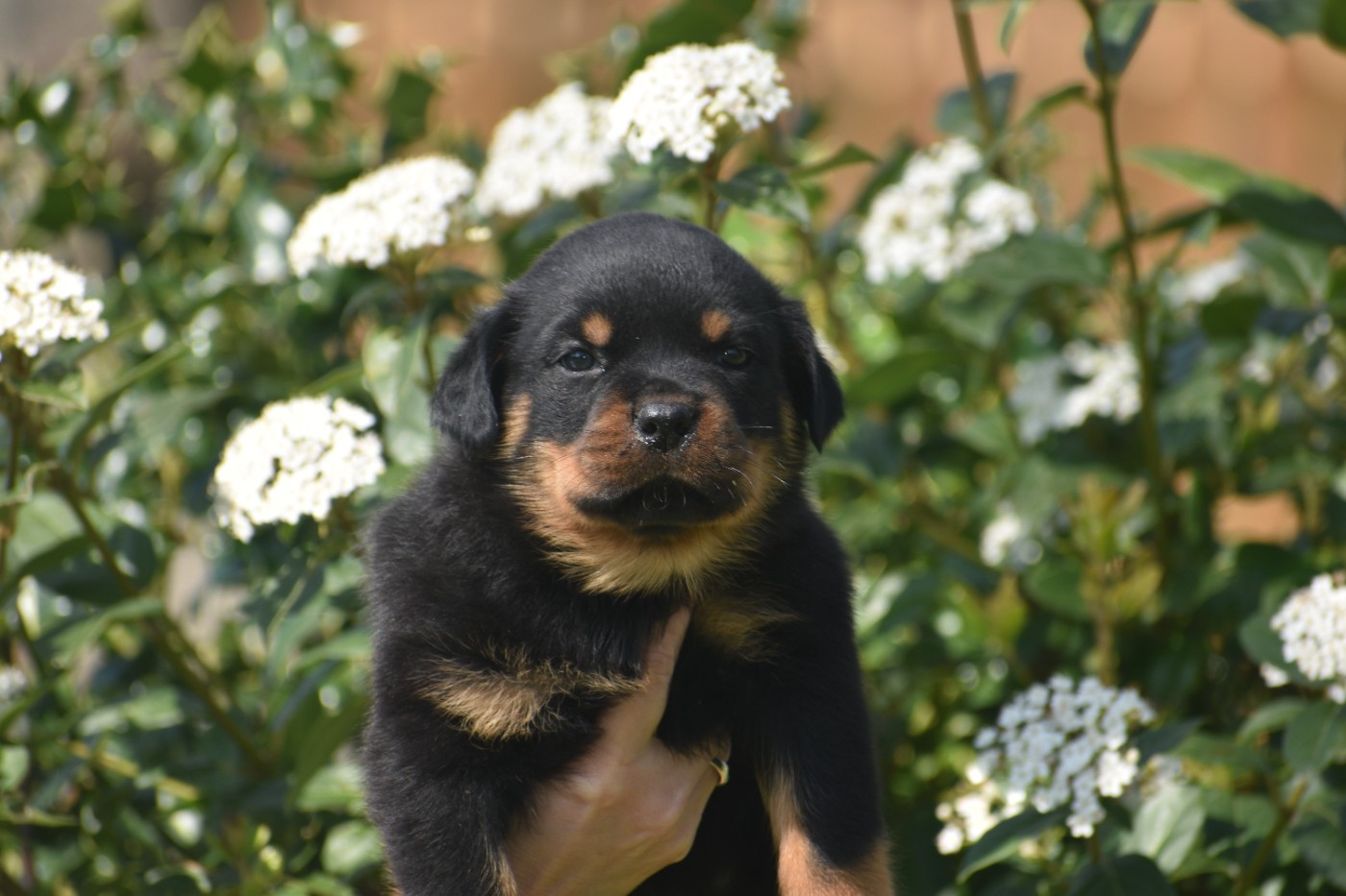 Du Royaume De L'Occitanie - Chiots disponibles - Rottweiler