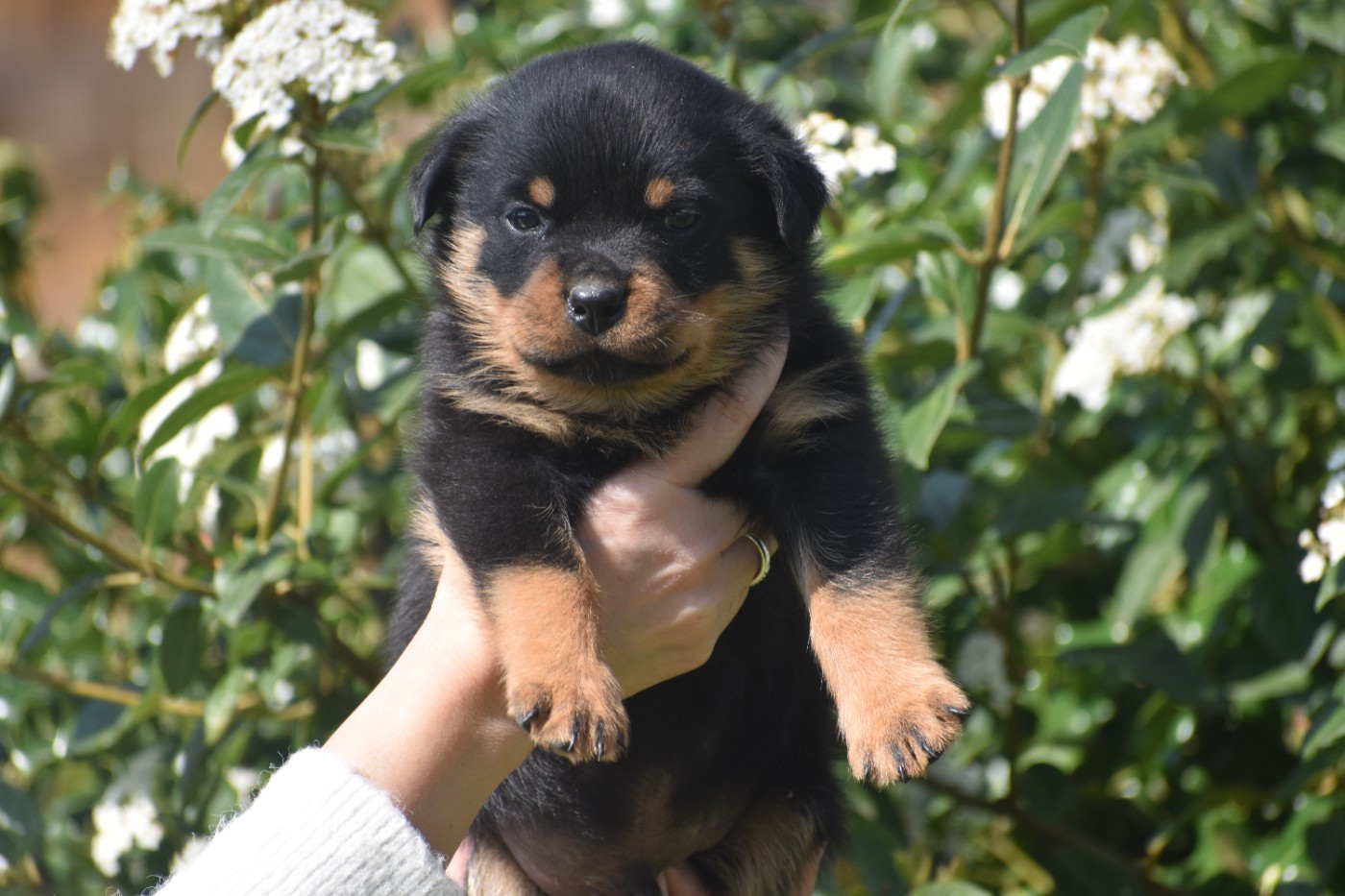 Du Royaume De L'Occitanie - Chiots disponibles - Rottweiler