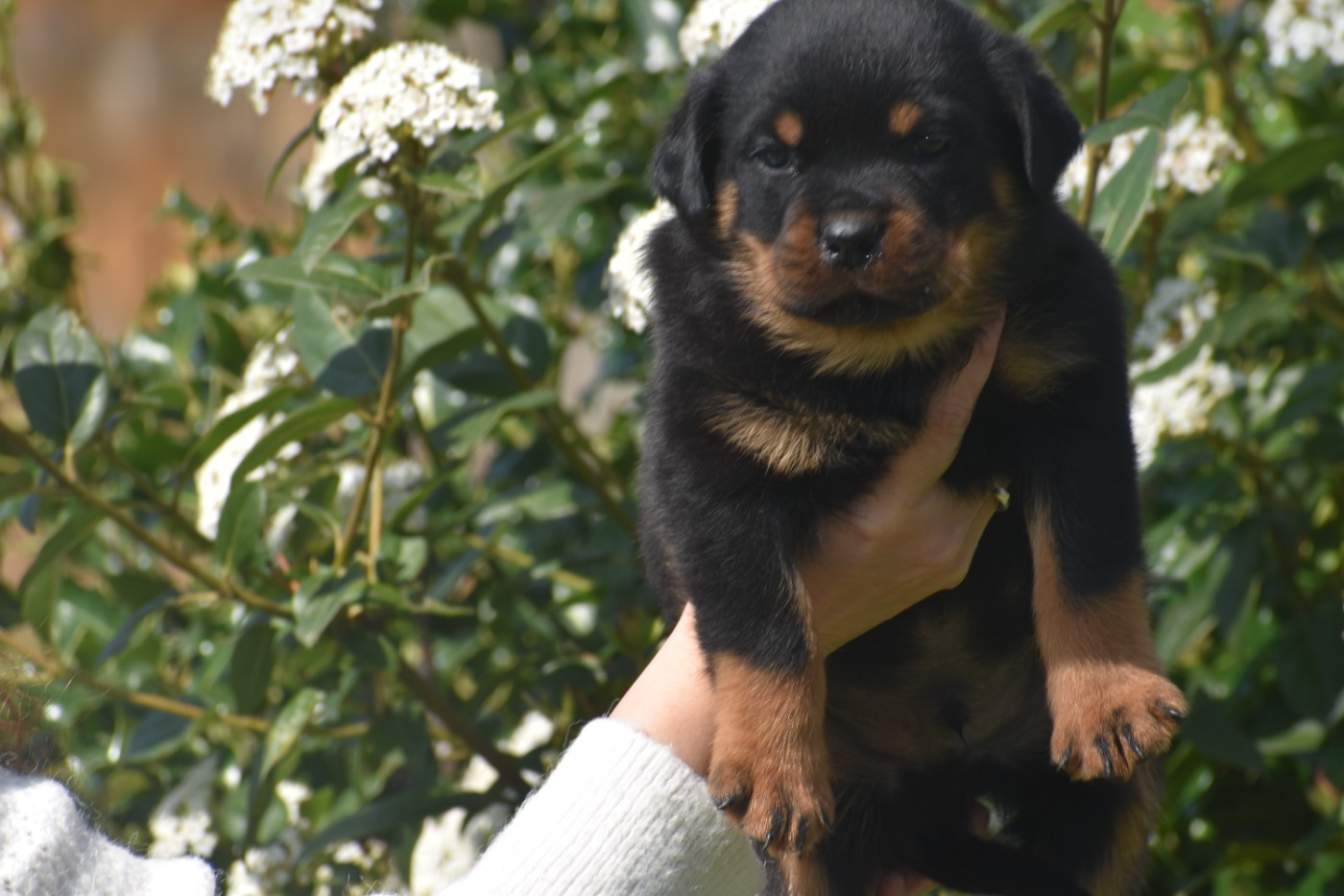 Du Royaume De L'Occitanie - Chiots disponibles - Rottweiler