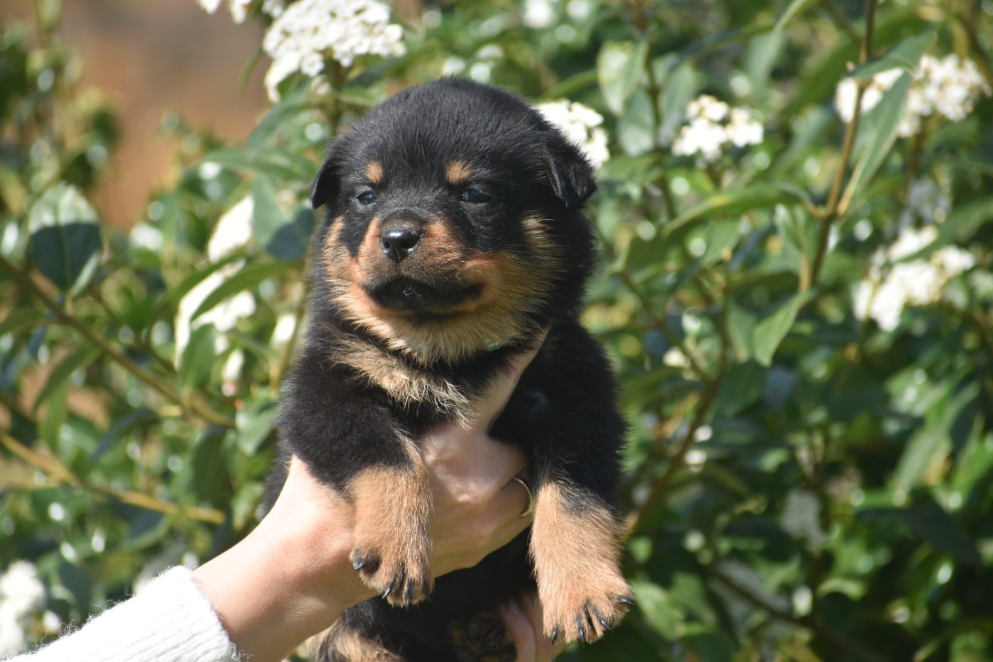 Du Royaume De L'Occitanie - Chiots disponibles - Rottweiler