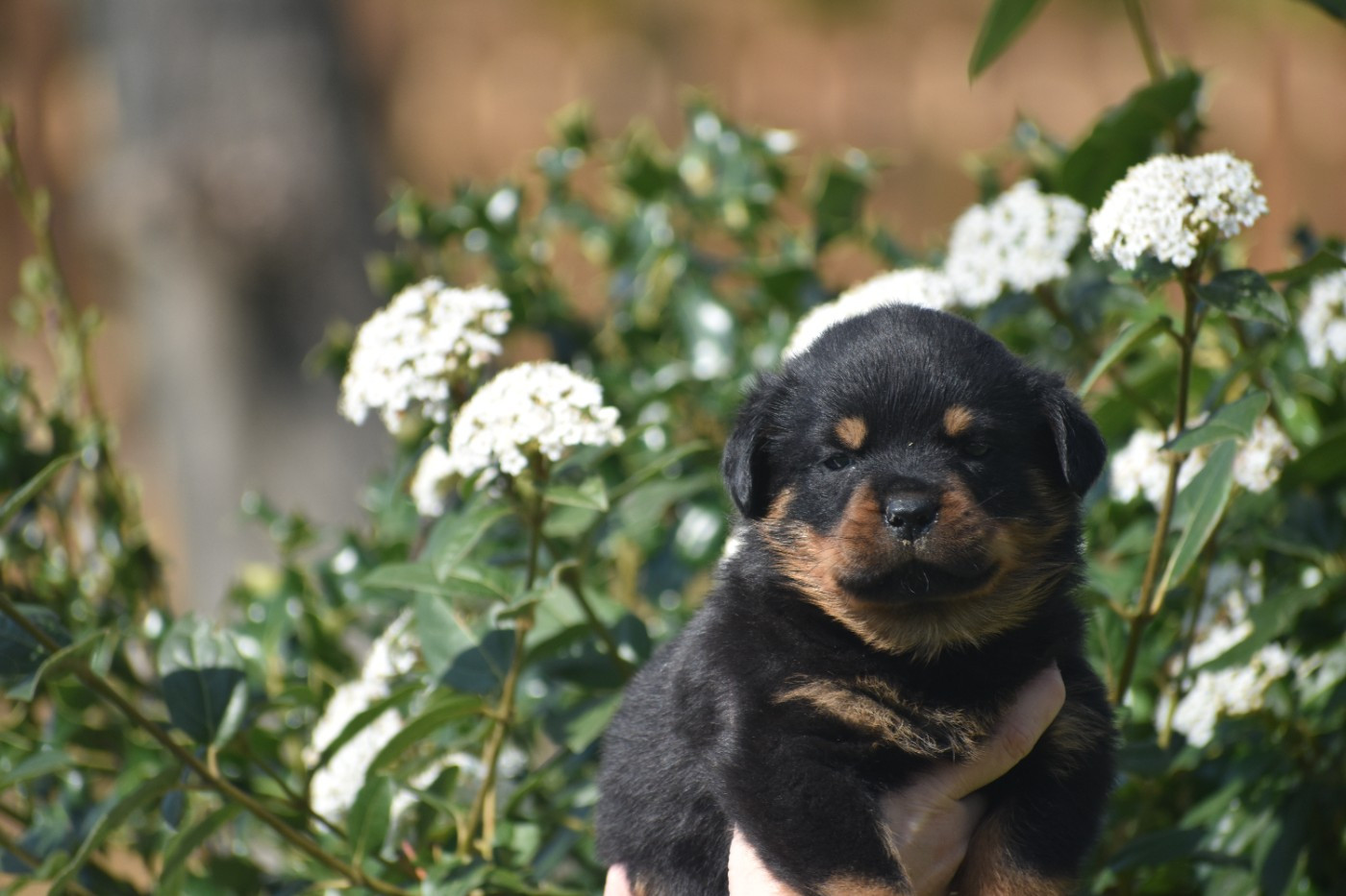 Du Royaume De L'Occitanie - Chiots disponibles - Rottweiler