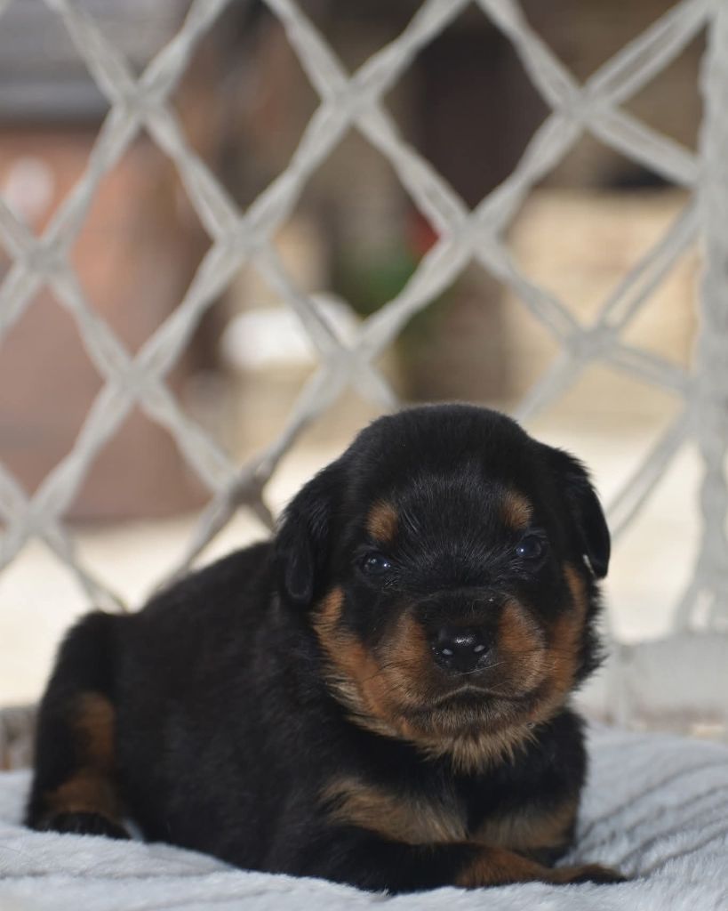 Du Royaume De L'Occitanie - Chiots disponibles - Rottweiler