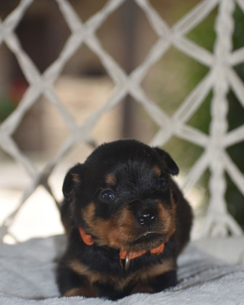 Du Royaume De L'Occitanie - Chiots disponibles - Rottweiler