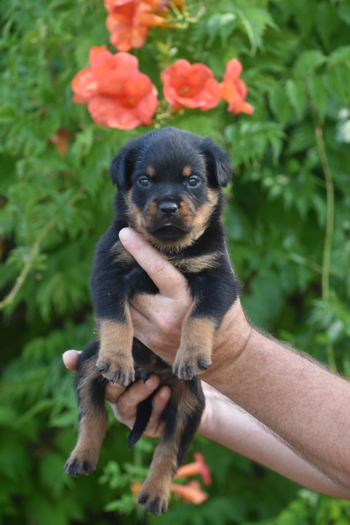 Du Royaume De L'Occitanie - Chiots disponibles - Rottweiler