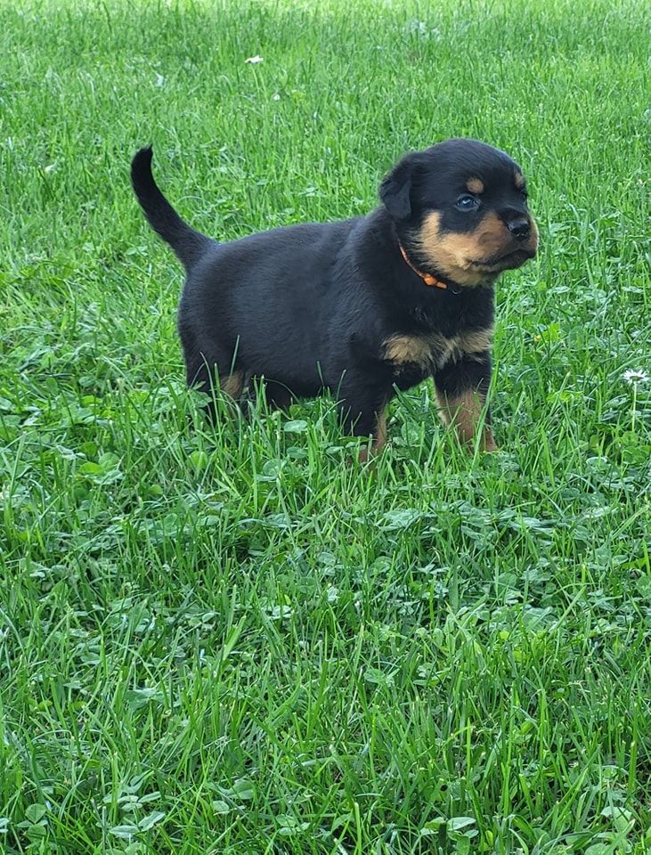 Du Royaume De L'Occitanie - Chiots disponibles - Rottweiler