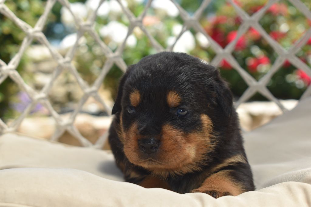 Du Royaume De L'Occitanie - Chiots disponibles - Rottweiler
