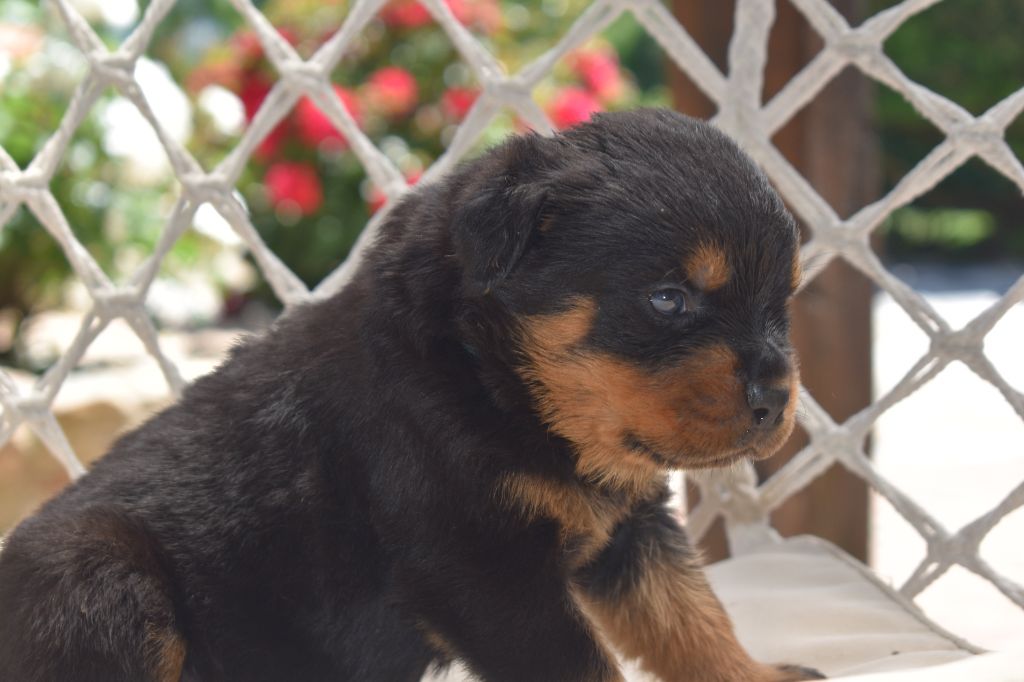 Du Royaume De L'Occitanie - Chiots disponibles - Rottweiler