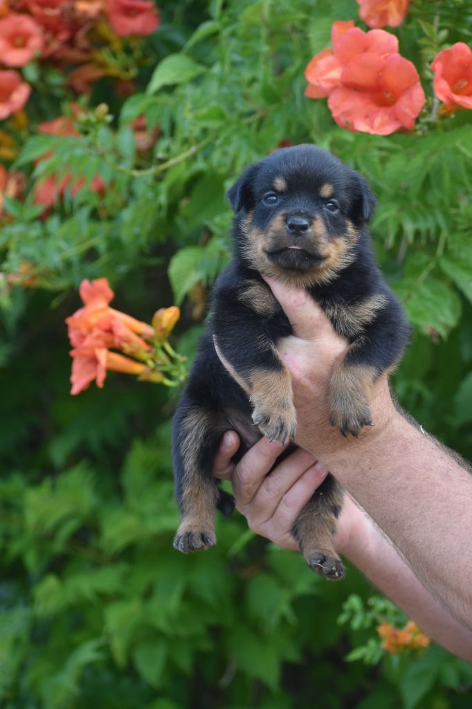 Du Royaume De L'Occitanie - Chiots disponibles - Rottweiler