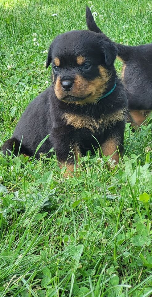 Du Royaume De L'Occitanie - Chiots disponibles - Rottweiler