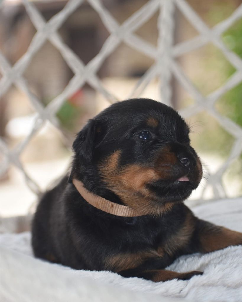 Du Royaume De L'Occitanie - Chiots disponibles - Rottweiler