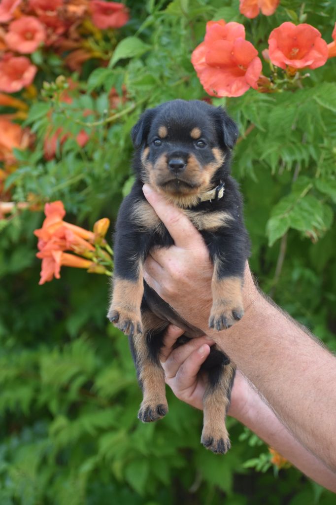 Du Royaume De L'Occitanie - Chiots disponibles - Rottweiler