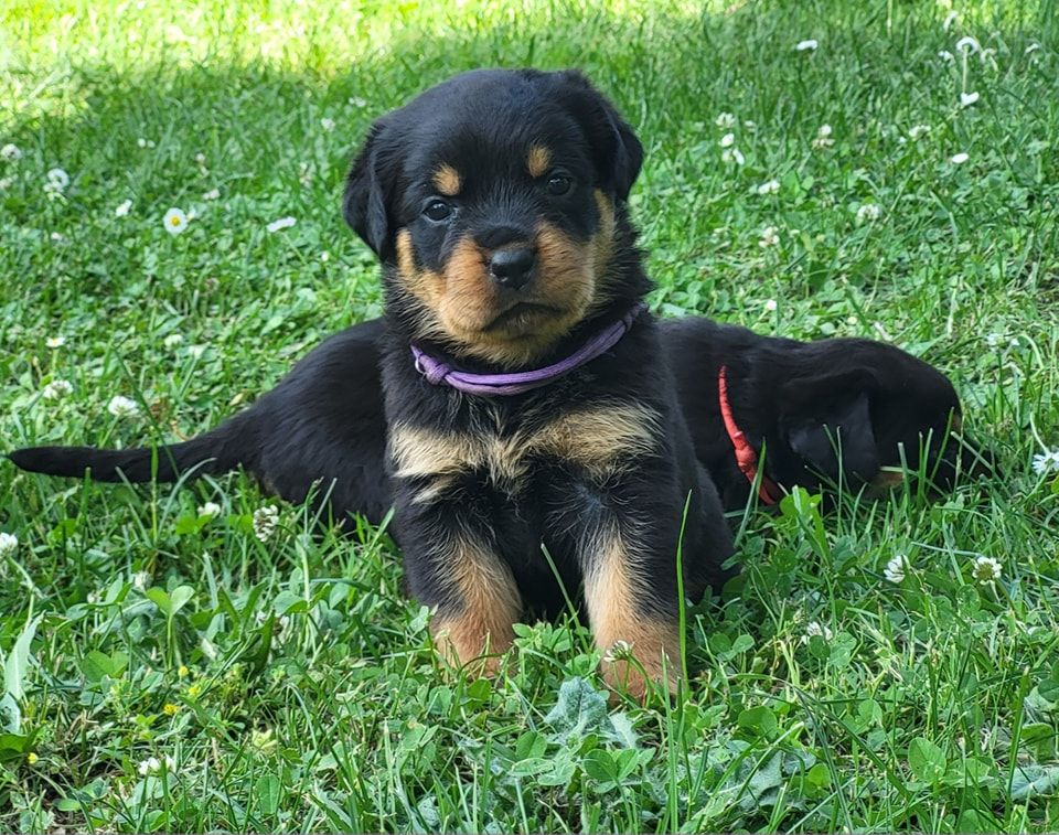 Du Royaume De L'Occitanie - Chiots disponibles - Rottweiler