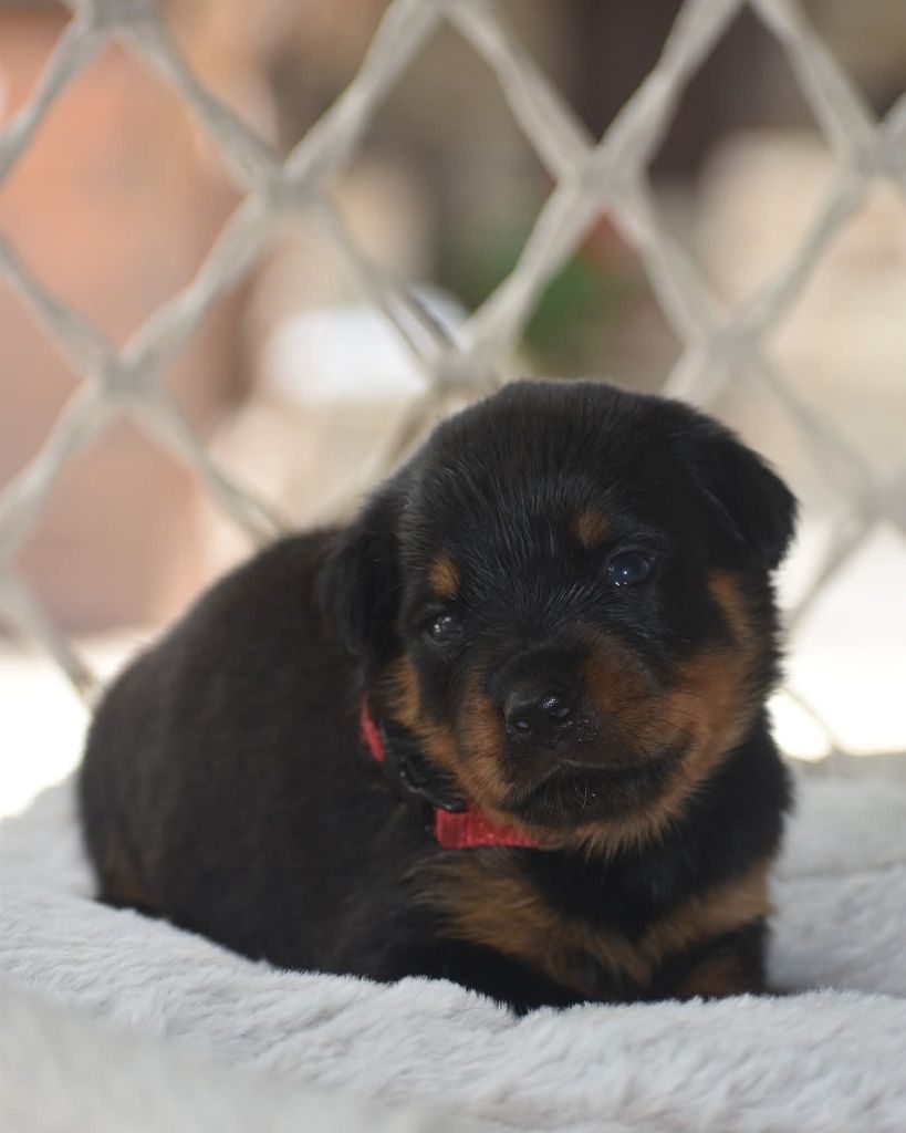 Du Royaume De L'Occitanie - Chiots disponibles - Rottweiler