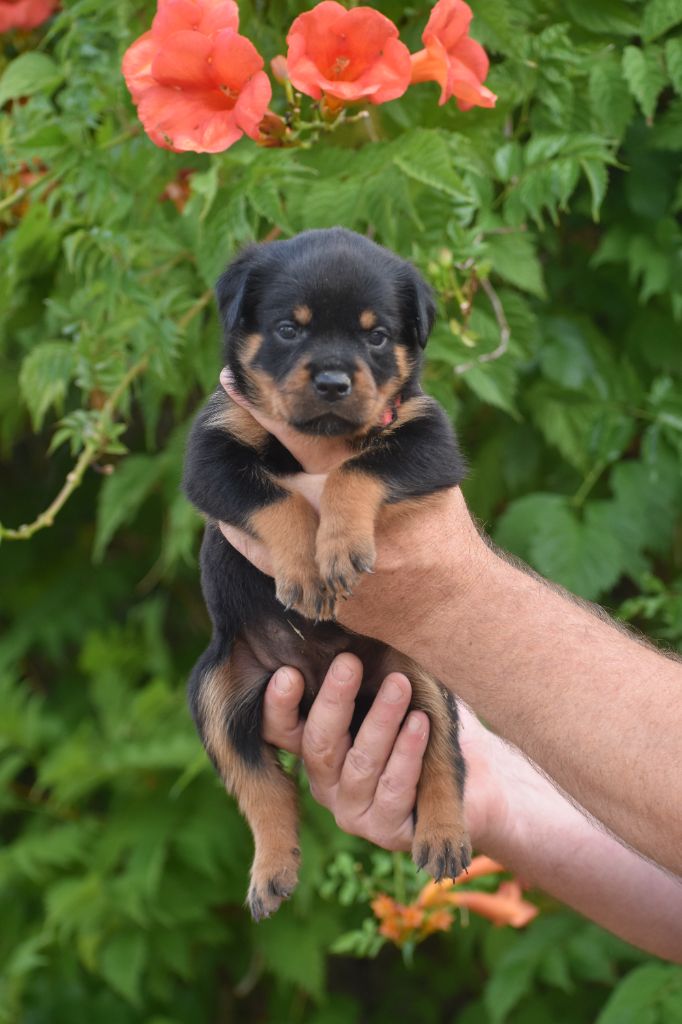 Du Royaume De L'Occitanie - Chiots disponibles - Rottweiler