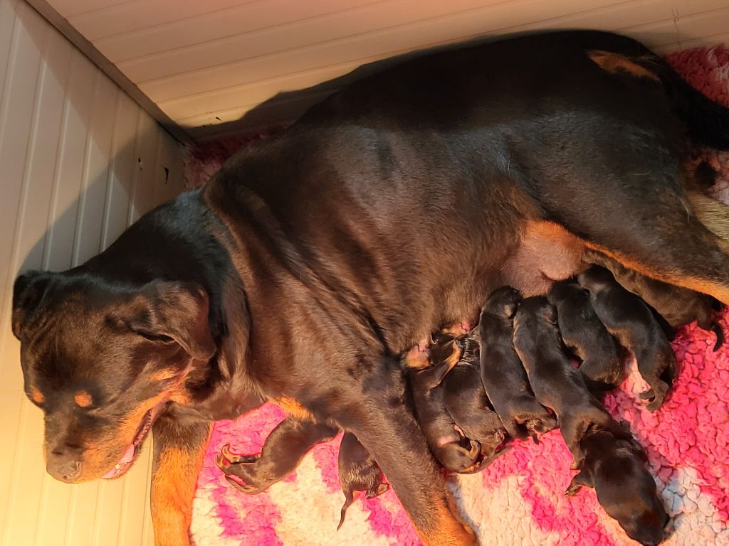 Du Royaume De L'Occitanie - Rottweiler - Portée née le 11/07/2025