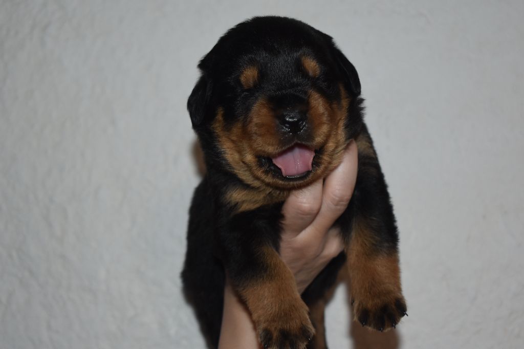Du Royaume De L'Occitanie - Chiots disponibles - Rottweiler