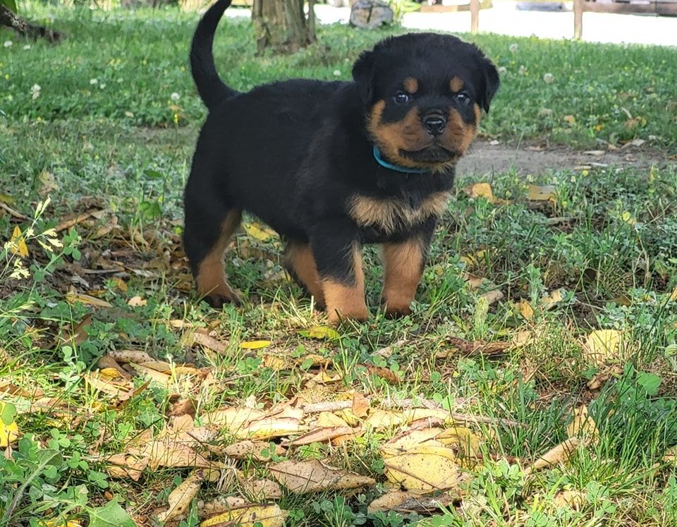 Du Royaume De L'Occitanie - Chiots disponibles - Rottweiler