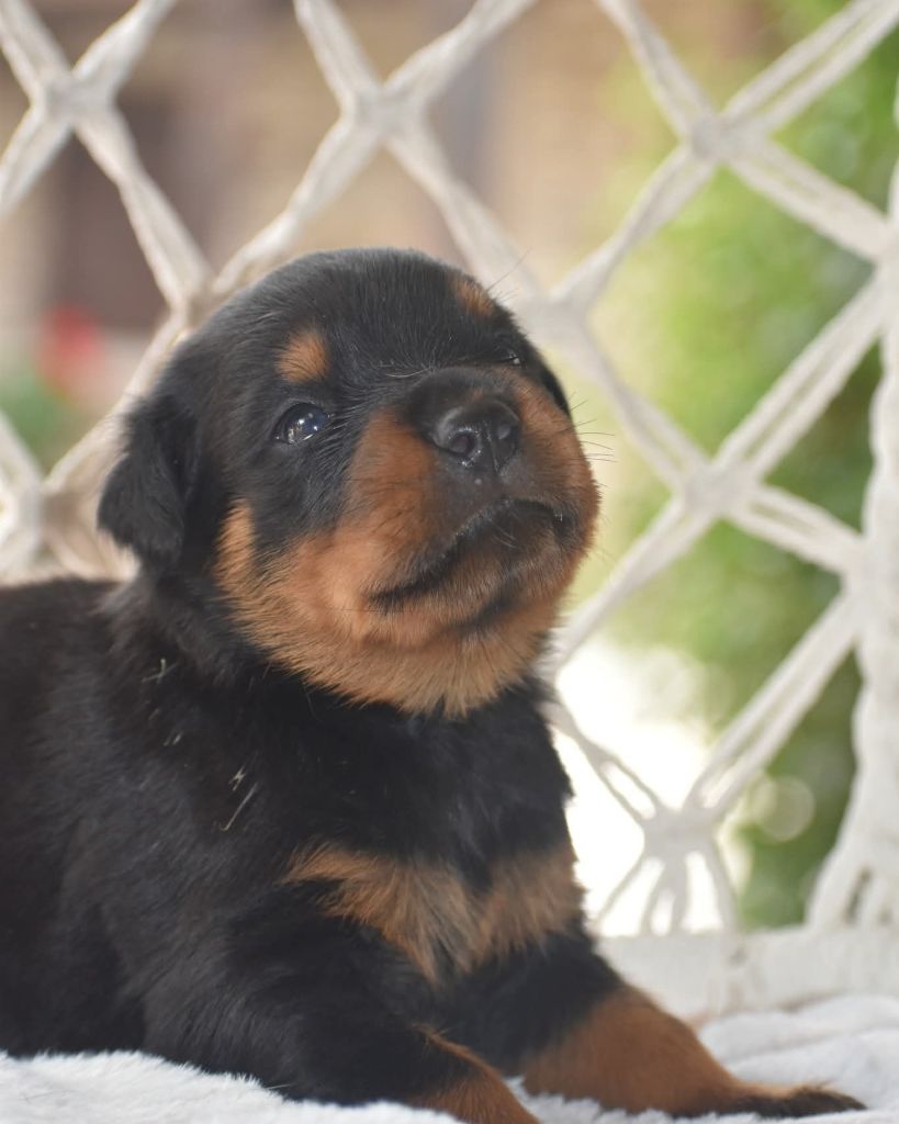 Du Royaume De L'Occitanie - Chiots disponibles - Rottweiler