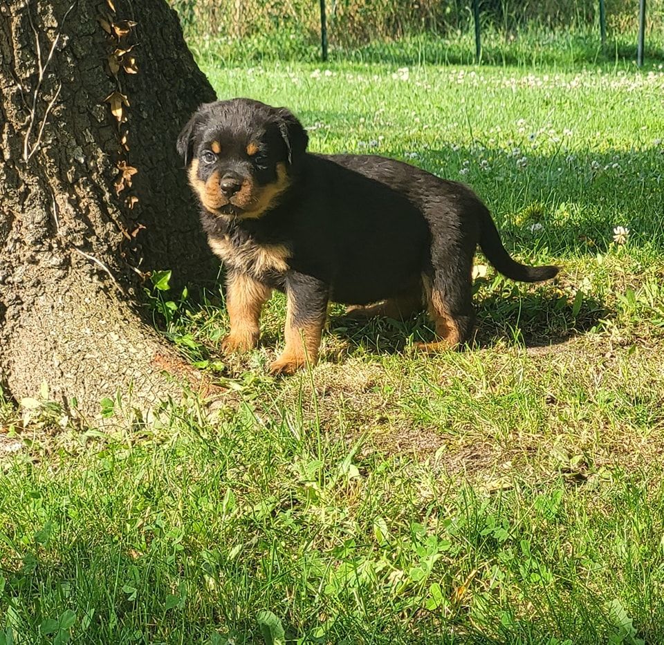 Du Royaume De L'Occitanie - Chiots disponibles - Rottweiler