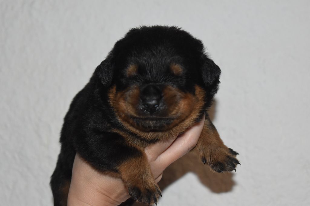 Du Royaume De L'Occitanie - Chiots disponibles - Rottweiler