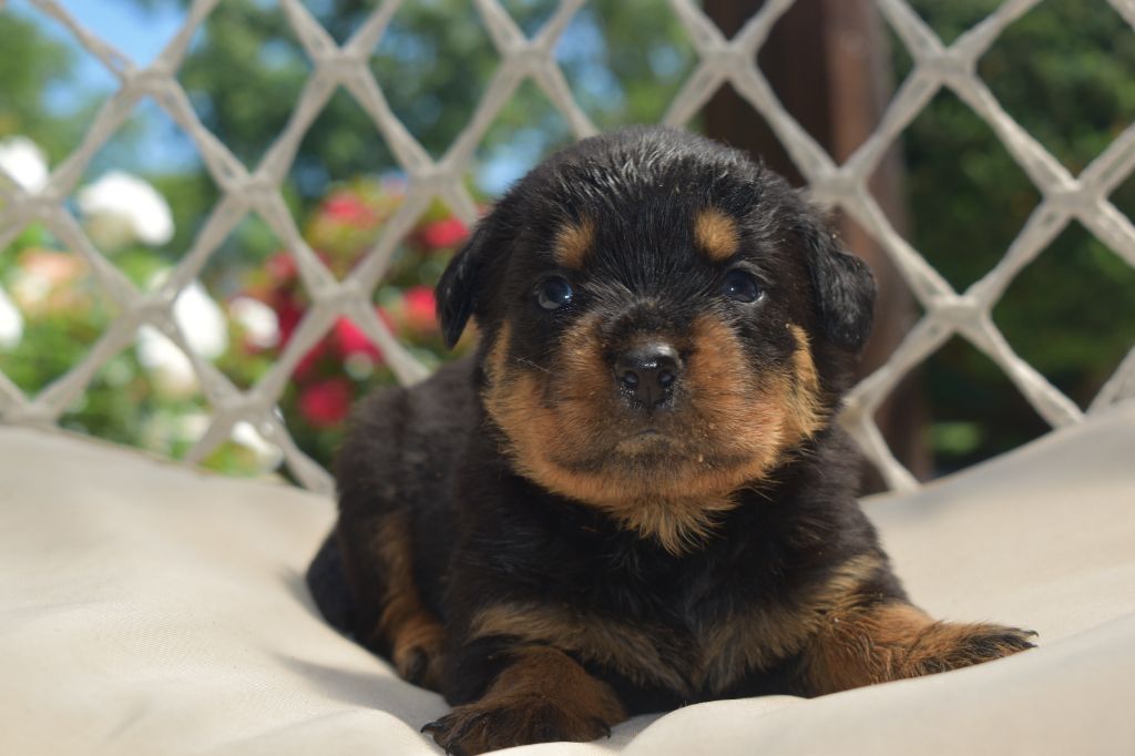 Du Royaume De L'Occitanie - Chiots disponibles - Rottweiler