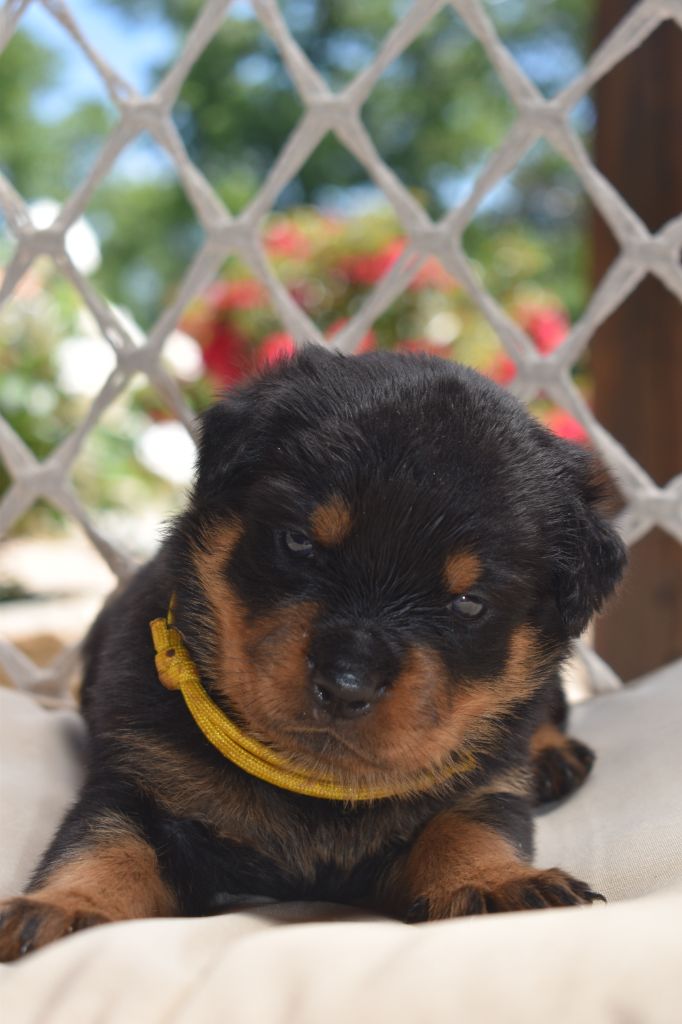 Du Royaume De L'Occitanie - Chiots disponibles - Rottweiler