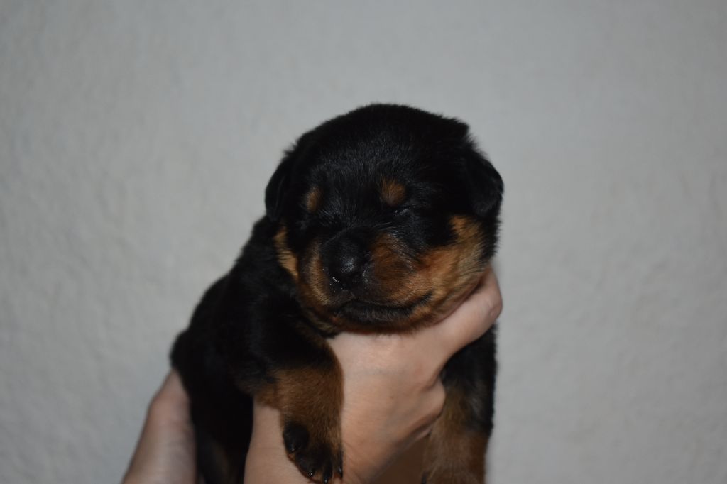 Du Royaume De L'Occitanie - Chiots disponibles - Rottweiler