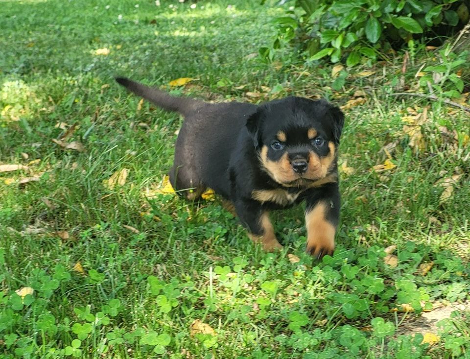 Du Royaume De L'Occitanie - Chiots disponibles - Rottweiler