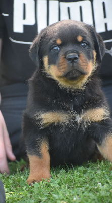CHIOT