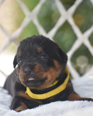 CHIOT